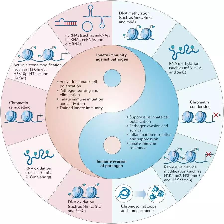 南开大学曹雪涛团队《nature reviews immunology(if41)发表综述